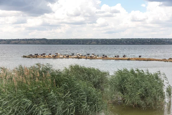 Una Manada Cabras Salva Del Calor Saliva Orilla Del Lago — Foto de Stock
