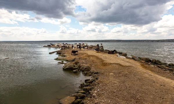 Una Manada Cabras Salva Del Calor Saliva Orilla Del Lago — Foto de Stock