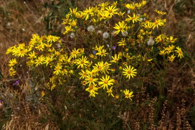 Bir çayırda çiçekler Hypericum (Hypericum perforatum veya St John's wort). Seçici odak çiçek üzerinde. St John's Wort, olarak da bilinen Tilton'ın ot, bir arka planını çiçekler