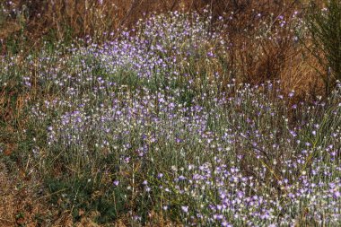 Pembe ve mor çiçekler bahçede (Xeranthemum annuum) rengi bozulmayan çiçek. Sevimli küçük mor çiçekler. Alan olarak da bilinen yıllık kalıcı veya ölümsüz acı-çiçekli bitki türlerinin