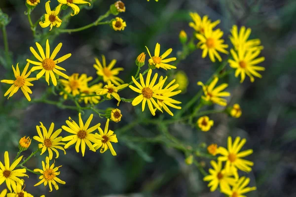 Bir çayırda çiçekler Hypericum (Hypericum perforatum veya St John's wort). Seçici odak çiçek üzerinde. St John's Wort, olarak da bilinen Tilton'ın ot, bir arka planını çiçekler