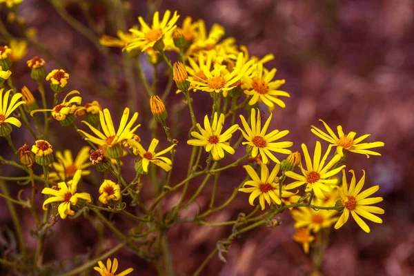 Bir çayırda çiçekler Hypericum (Hypericum perforatum veya St John's wort). Seçici odak çiçek üzerinde. St John's Wort, olarak da bilinen Tilton'ın ot, bir arka planını çiçekler