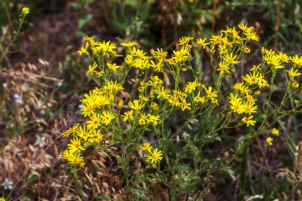 Flowers Hypericum (Hypericum perforatum or St. John\'s wort) in a meadow. Selective focus on some flowers. St. John\'s Wort, also known as Tilton\'s Weed, a background of flowers