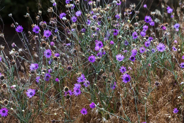 Fiori Rosa Viola Immortelle Xeranthemum Annuum Giardino Carini Piccoli Fiori — Foto Stock