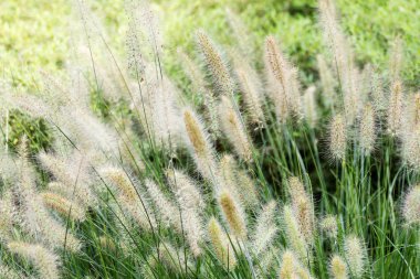 Arka planda sarı ve yeşil spikelets, yeşil çim kuru. Püsküllü çok yıllık çim ortak biçmekten ve çayır ova İngiliz otlak salkım