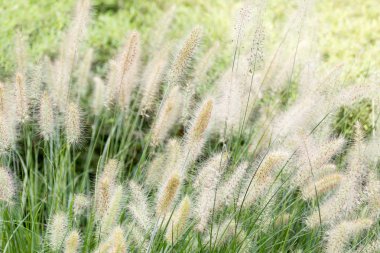 Arka planda sarı ve yeşil spikelets, yeşil çim kuru. Püsküllü çok yıllık çim ortak biçmekten ve çayır ova İngiliz otlak salkım