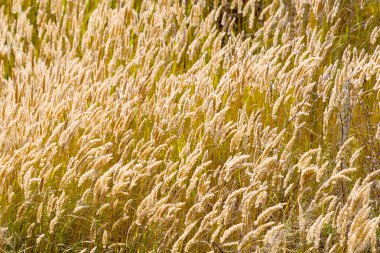 Arka planda sarı ve yeşil spikelets, yeşil çim kuru. Püsküllü çok yıllık çim ortak biçmekten ve çayır ova İngiliz otlak salkım