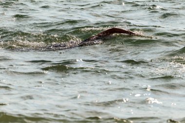 Yüzücü denizde yüzüyor. Atlet triatlet yüzücü sudan boşalmasına neden olur. Triathletes trenler bir Ironman için profesyonel bir atlet. Sporcu güzel yarışmalarda mavi deniz suda yüzer.