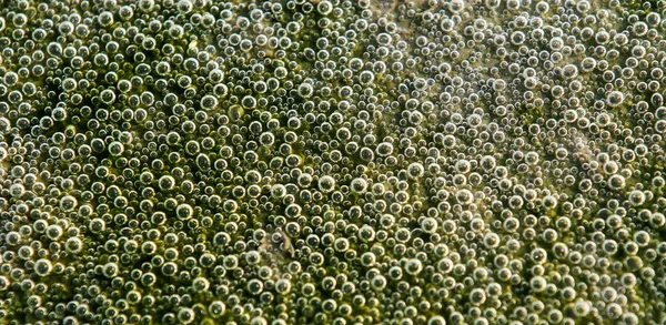 Légbuborékok Víz Makró Háttérben Zöld Háttér Absztrakt Buborékok Víz — Stock Fotó