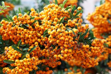 Parlak güneş ışığı altında parlak turuncu Olgun meyveleri. Sonbahar manzara içinde belgili tanımlık geçmiş. Köyün geleneksel kırsal manzara.