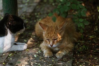 Ahşap Bank altında grup evsiz kedi agresif çiftleşme sırasında kedinin Gong bahar döneminde davranır. Sokak kedileri evsiz - şehrin sokaklarında tehlikeli Evcil hayvan