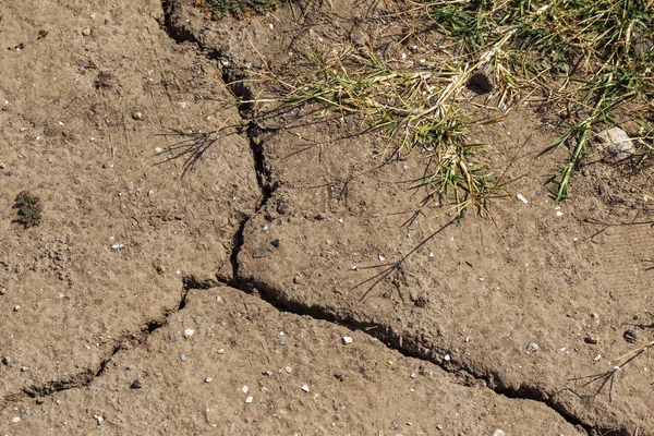 Earth land cracks with dust and rough dry surface texture, Earth\'s drought water shortage (Global Climate Change). The surface of drylands. Vegetation breaks through cracks in ground