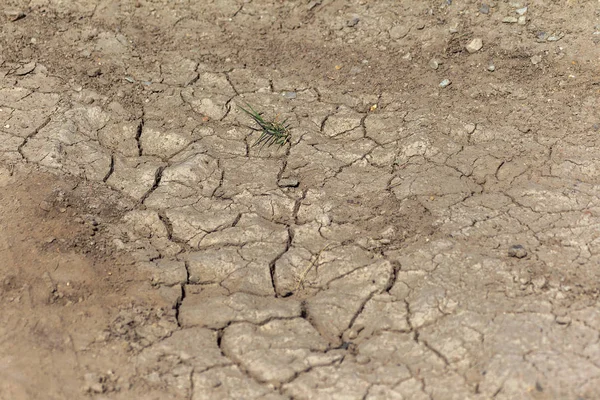 地球地面的裂缝与灰尘和粗糙的干燥表面纹理 地球的干旱缺水 全球气候变化 旱地的表面 植被突破地面裂缝 — 图库照片