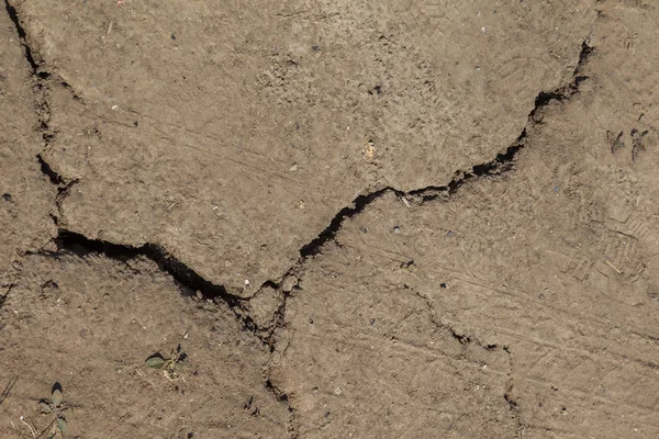 Earth land cracks with dust and rough dry surface texture, Earth\'s drought water shortage (Global Climate Change). The surface of drylands. Vegetation breaks through cracks in ground