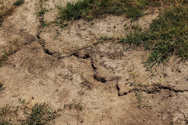 地球地面的裂缝与灰尘和粗糙的干燥表面纹理 地球的干旱缺水 全球气候变化 旱地的表面 植被突破地面裂缝 — 图库照片