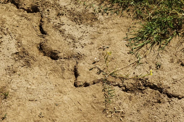 Earth land cracks with dust and rough dry surface texture, Earth\'s drought water shortage (Global Climate Change). The surface of drylands. Vegetation breaks through cracks in ground