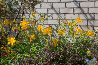 Bahçe sulama çiçeklenir. Sulama tesisleri yaz bahçesinde bahçıvan kadın. Güzel sarı zambaklar yaz bahçede çiçek açmış bir bulanıklık arka plana dayanır, yakın çekim. Su damla sulama sonra çiçek üzerinde