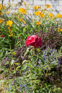 Bahçe sulama çiçeklenir. Sulama tesisleri yaz bahçesinde bahçıvan kadın. Güzel kırmızı gül yaz bahçede çiçek açan görüntü arka planı kapat. Su damla sulama sonra çiçek üzerinde