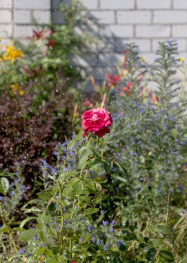 Bahçe sulama çiçeklenir. Sulama tesisleri yaz bahçesinde bahçıvan kadın. Güzel kırmızı gül yaz bahçede çiçek açan görüntü arka planı kapat. Su damla sulama sonra çiçek üzerinde