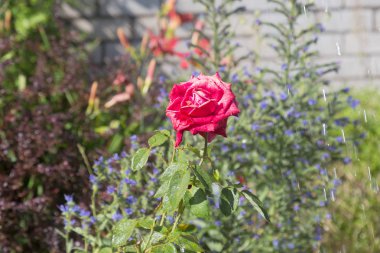 Bahçe sulama çiçeklenir. Sulama tesisleri yaz bahçesinde bahçıvan kadın. Güzel kırmızı gül yaz bahçede çiçek açan görüntü arka planı kapat. Su damla sulama sonra çiçek üzerinde