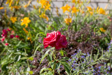 Bahçe sulama çiçeklenir. Sulama tesisleri yaz bahçesinde bahçıvan kadın. Güzel kırmızı gül yaz bahçede çiçek açan görüntü arka planı kapat. Su damla sulama sonra çiçek üzerinde