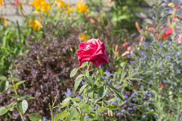 Bahçe sulama çiçeklenir. Sulama tesisleri yaz bahçesinde bahçıvan kadın. Güzel kırmızı gül yaz bahçede çiçek açan görüntü arka planı kapat. Su damla sulama sonra çiçek üzerinde