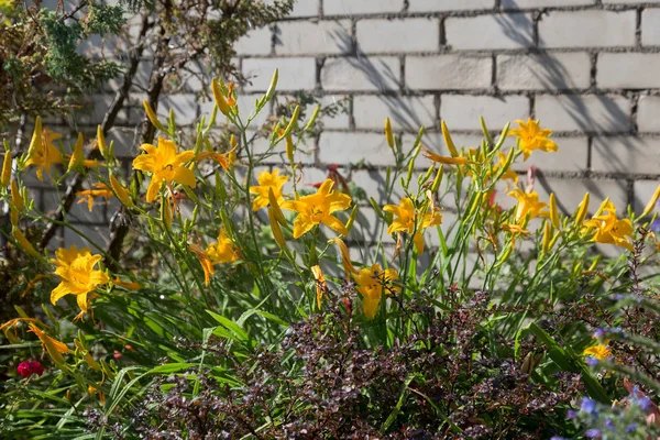 Bahçe sulama çiçeklenir. Sulama tesisleri yaz bahçesinde bahçıvan kadın. Güzel sarı zambaklar yaz bahçede çiçek açmış bir bulanıklık arka plana dayanır, yakın çekim. Su damla sulama sonra çiçek üzerinde