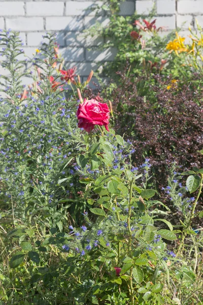 Bahçe sulama çiçeklenir. Sulama tesisleri yaz bahçesinde bahçıvan kadın. Güzel kırmızı gül yaz bahçede çiçek açan görüntü arka planı kapat. Su damla sulama sonra çiçek üzerinde
