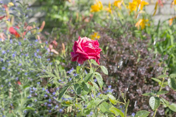 Arrosage Des Fleurs Dans Jardin Femme Jardinier Arrosage Des Plantes — Photo