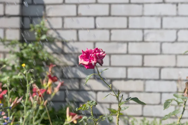 Bahçe sulama çiçeklenir. Sulama tesisleri yaz bahçesinde bahçıvan kadın. Güzel kırmızı gül yaz bahçede çiçek açan görüntü arka planı kapat. Su damla sulama sonra çiçek üzerinde