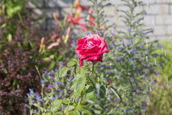 Bahçe sulama çiçeklenir. Sulama tesisleri yaz bahçesinde bahçıvan kadın. Güzel kırmızı gül yaz bahçede çiçek açan görüntü arka planı kapat. Su damla sulama sonra çiçek üzerinde