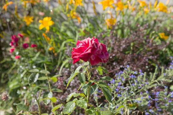 Bahçe sulama çiçeklenir. Sulama tesisleri yaz bahçesinde bahçıvan kadın. Güzel kırmızı gül yaz bahçede çiçek açan görüntü arka planı kapat. Su damla sulama sonra çiçek üzerinde
