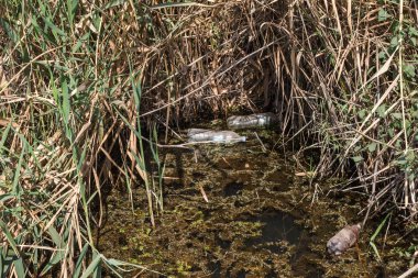Küçük Nehri'ne dökülen çöp. Boş kanal su kirli plastik şişeler şamandıra kullanılır. Evin diğer çöplerini attığınız çevre kirliliği. Ekolojik sorun. Çeşitli çöp ile kontamine Nehri