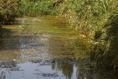 Enkaz ve kirli Atıksu büyük miktarda gölde alg hızlı büyüme neden olur. Su kirliliği. Ekolojik sorun. Bir açık şehir kanalda kanalizasyon kanalizasyon kirli su akar