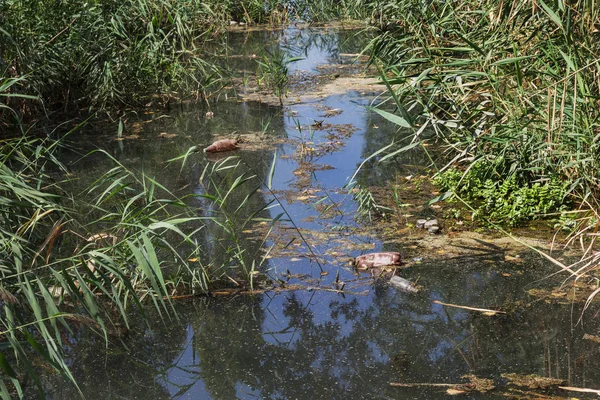 Küçük Nehri'ne dökülen çöp. Boş kanal su kirli plastik şişeler şamandıra kullanılır. Evin diğer çöplerini attığınız çevre kirliliği. Ekolojik sorun. Çeşitli çöp ile kontamine Nehri