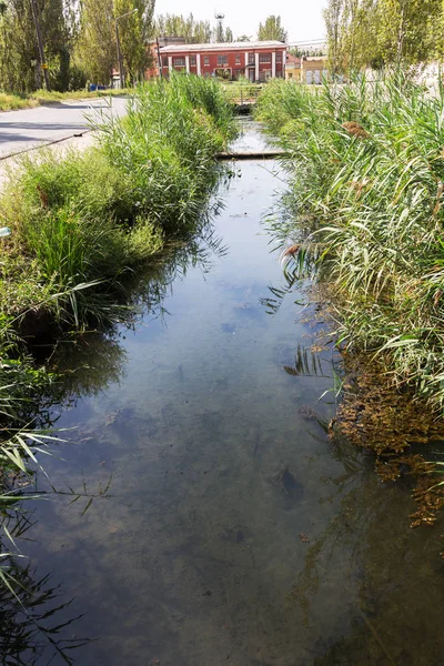 Large Amount Debris Dirty Wastewater Causes Rapid Growth Algae Lake — Stock Photo, Image