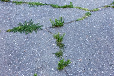 Bir küçük yeşil bitki kentsel asfalt toprak yetişir. Üzerinden bir boşlukta asfalt yolda büyüyen yeşil bir bitki. Çatlaklar kötü asfalt. Kavramsal olarak terk edilmiş gereksiz bir medeniyeti yok