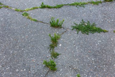 Bir küçük yeşil bitki kentsel asfalt toprak yetişir. Üzerinden bir boşlukta asfalt yolda büyüyen yeşil bir bitki. Çatlaklar kötü asfalt. Kavramsal olarak terk edilmiş gereksiz bir medeniyeti yok