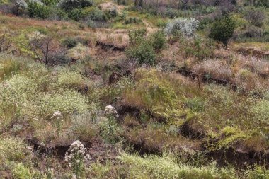Son kasırga ve deprem sonra yeryüzünde Yalı heyelan bölgesinde derin çatlaklar. Dünya'büyük tehlikeli çatlaklar. Çığ ve toprak hareketi tehlikesi. Web toprağa çatlaklar