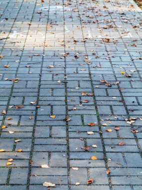 Kaldırım döşeme gri üzerine düşen sarı ve kırmızı sonbahar yaprakları. Şehir sokaklarını perspektif içinde Fayanslarda parke arka plan. Arka plan olarak herhangi bir proje için.