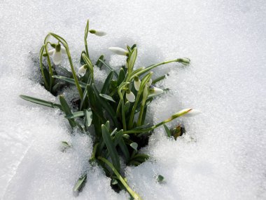 Yeni bir hayat. Tam Bloom kardelen kar dışarı. İlk baharda çiçekler. Bahar kardelen çiçekleri ormanın içinde kar ile. Güzel kardelen çiçek beyaz kar arka plan üzerinde