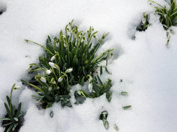 新しい生活 満開のスノー ドロップは 雪から出てをくる 春の最初の花 森の中の雪で春スノー ドロップの花 白い雪の背景に美しいスノー ドロップの花 — ストック写真
