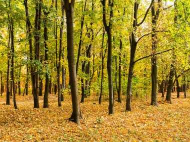 Renkli parlak sonbahar orman. Yapraklar sonbaharda yere düşer. Sonbahar orman sahne sıcak renkler ve kaplı patika ile önde gelen sahne bırakır. Şaşırtıcı vitrine ormana gidiyor bir iz sonbahar renkleri.