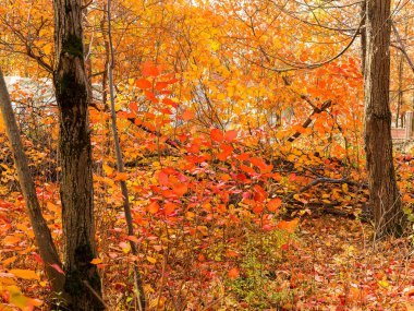 Renkli parlak sonbahar orman. Yapraklar sonbaharda yere düşer. Sonbahar orman sahne sıcak renkler ve kaplı patika ile önde gelen sahne bırakır. Şaşırtıcı vitrine ormana gidiyor bir iz sonbahar renkleri.