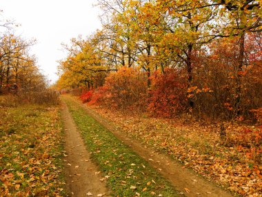 Renkli parlak sonbahar orman. Yapraklar sonbaharda yere düşer. Sonbahar orman sahne sıcak renkler ve kaplı patika ile önde gelen sahne bırakır. Şaşırtıcı vitrine ormana gidiyor bir iz sonbahar renkleri.