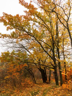Renkli parlak sonbahar orman. Yapraklar sonbaharda yere düşer. Sonbahar orman sahne sıcak renkler ve kaplı patika ile önde gelen sahne bırakır. Şaşırtıcı vitrine ormana gidiyor bir iz sonbahar renkleri.