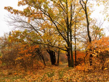 Renkli parlak sonbahar orman. Yapraklar sonbaharda yere düşer. Sonbahar orman sahne sıcak renkler ve kaplı patika ile önde gelen sahne bırakır. Şaşırtıcı vitrine ormana gidiyor bir iz sonbahar renkleri.