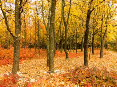 Renkli parlak sonbahar orman. Yapraklar sonbaharda yere düşer. Sonbahar orman sahne sıcak renkler ve kaplı patika ile önde gelen sahne bırakır. Şaşırtıcı vitrine ormana gidiyor bir iz sonbahar renkleri.