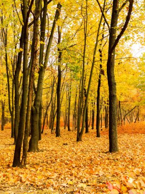Renkli parlak sonbahar orman. Yapraklar sonbaharda yere düşer. Sonbahar orman sahne sıcak renkler ve kaplı patika ile önde gelen sahne bırakır. Şaşırtıcı vitrine ormana gidiyor bir iz sonbahar renkleri.