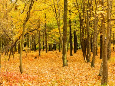 Renkli parlak sonbahar orman. Yapraklar sonbaharda yere düşer. Sonbahar orman sahne sıcak renkler ve kaplı patika ile önde gelen sahne bırakır. Şaşırtıcı vitrine ormana gidiyor bir iz sonbahar renkleri.